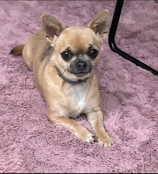 Dlouhosrstá čivava - 8