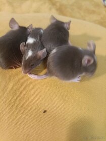 Myš, myšky, černé a bílé bříško - 8