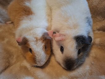 Morče - dvě holčičky US Teddy - 8