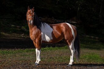 Valach APH po Skips Diablo Bar - 8