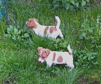 Jack russell terier krásný pejsek - 8