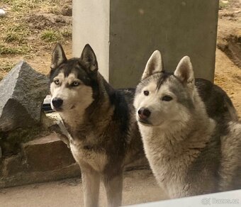 Prodám štěňata Sibiřský husky bez PP - 8