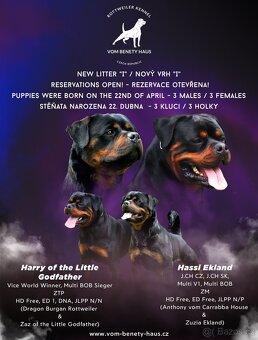 Rotvajler štěně s PP, Rottweiler štěně s PP - 8