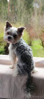 Štěňátka jorkšíra teriéra již k odběru (Yorkshire terrier) - 8