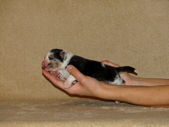 Australský ovčák s PP - štěňata - 8