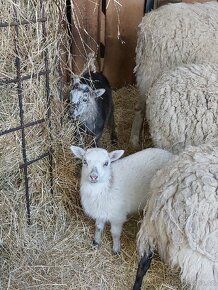 Jehne romanovske ovce - 8