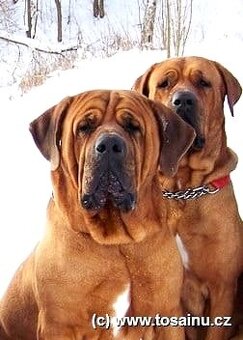 Tosa inu -rezervace na štěňátka černé i červené -podzim/zima - 8