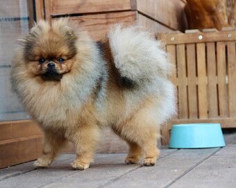 Pomeranian s PP FCI - 8