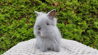 Zakrslý králík, králíček-(TEDDY)-FLORIAN - 8