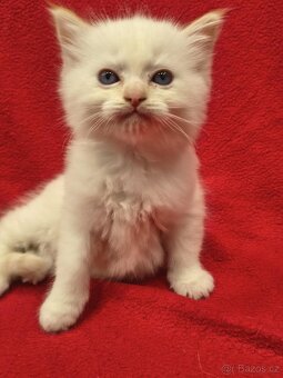 Ragdoll - 8