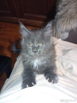 Krytí Mainská mývalí - 8