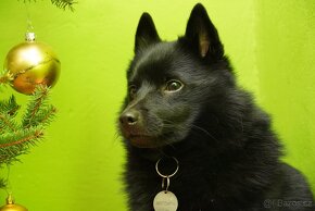 Šiperka s PP- nabízím krytí plnochrupým zdravým psem - 8