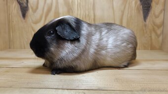Nabídka morčátek z Kennel MoraVero Cavia - 8