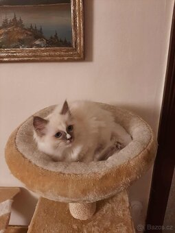 Prodám koťata Ragdoll bez PP - 8