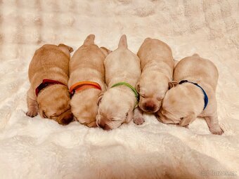 Labrador štěňátka s PP - 8