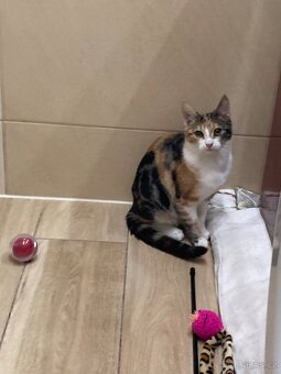 Daruji koťátka - 8