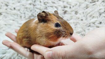 Morče, Morčata, Morčátko Morčátka - JACOB A JAMES - 8