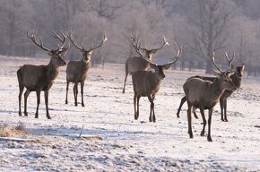 LÁNSKÁ OBORA V PROMĚNÁCH ČASU - 8