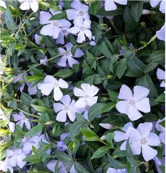 TRVALKY - mladé rostlinky - 8