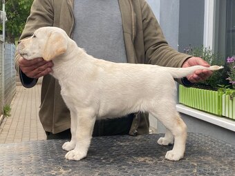labradorský retriever - štěňátka s Průkazem Původu - 8