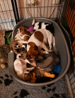 Jack Russell terier s PP - fenka - 8