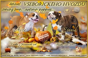 Anglický buldok s PP, volná fenka - 8