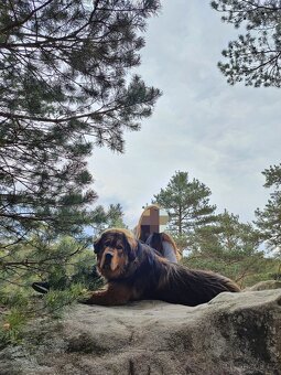 Tibetská doga ke krytí - 8