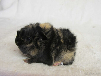 Morče peruánec - 8