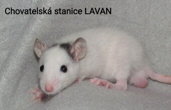 Potkaní kluci s rodokmenem - 8