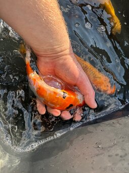 Koi - 8