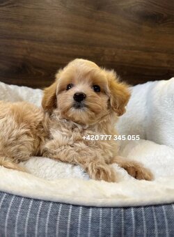 Maltipoo f1 male 700€ - 8