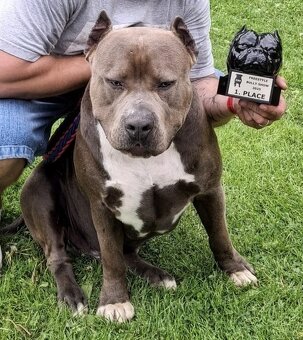 American Bully XXL - Krytí - 8