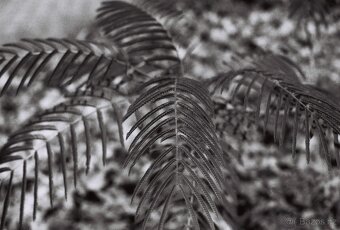 Canon Av-1 - (50mm f1:1,8) - 8