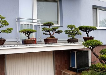 Bonsai borovice lesní (Pinus sylvestris compressa) - 8