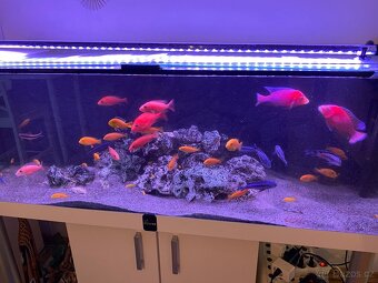 Akvarium včetně tlamovcu - 8
