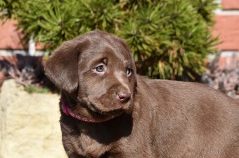 Stěňata labrador bez PP - 8