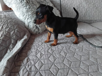 Trpasličí pinč - 8