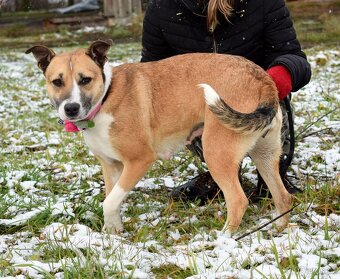 FLAVIA K ADOPCI - 1,5 ROKU, USMĚVAVÁ, KAMARÁDSKÁ - 8