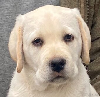 Labradorský retriever - štěňátka s Průkazem Původu - 8