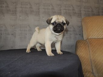 MOPS s PP. - 8