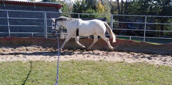 PONY TYP B NA PRODEJ - 8