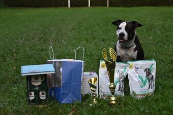 Americký stafordširský teriér s PP - 8