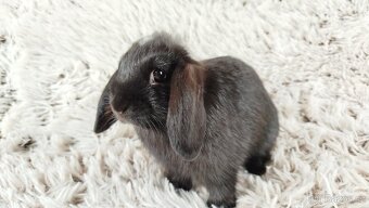 Zakrslý beránek, králíček, králík - ELLA - 8