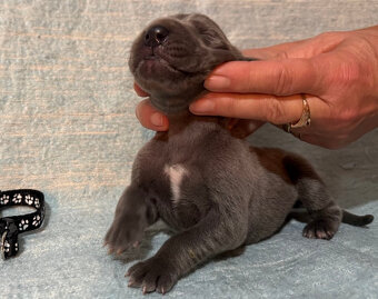 Německá doga modrá s PP - 8