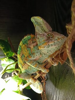 Chameleon - 8