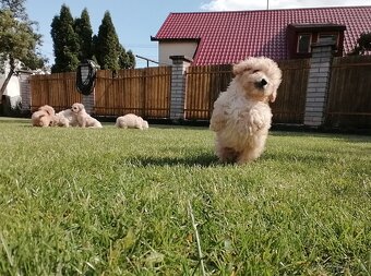 Predám šteniatka maltipoo. - 8