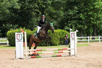 Valach KWPN - výborný učitel na prodej - 8