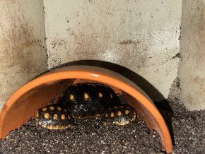 Želva uhlířská - mláďata - 8