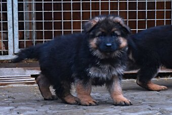 Německý Ovčák - štěňata - 8