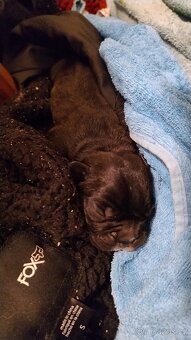 Cane corso štěňata - 8